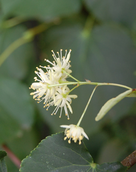 Здоров’я людини та резерви його відновлення