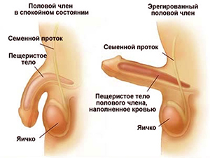 эректильная дисфункция причины и сопровождение лечения